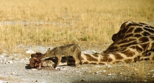 Etosha Nationalpark, Namibia